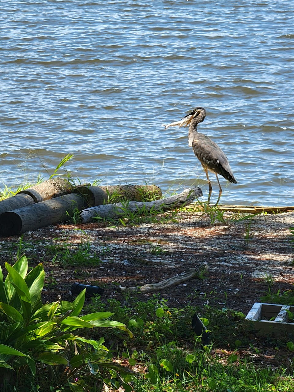 Henry, in the front yard, with a big catch in his mouth.
