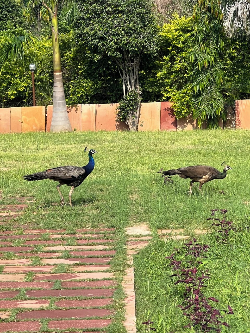 Garden view