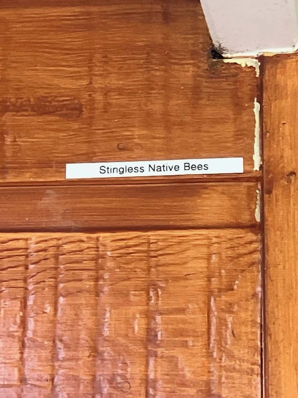 Our native bee colony