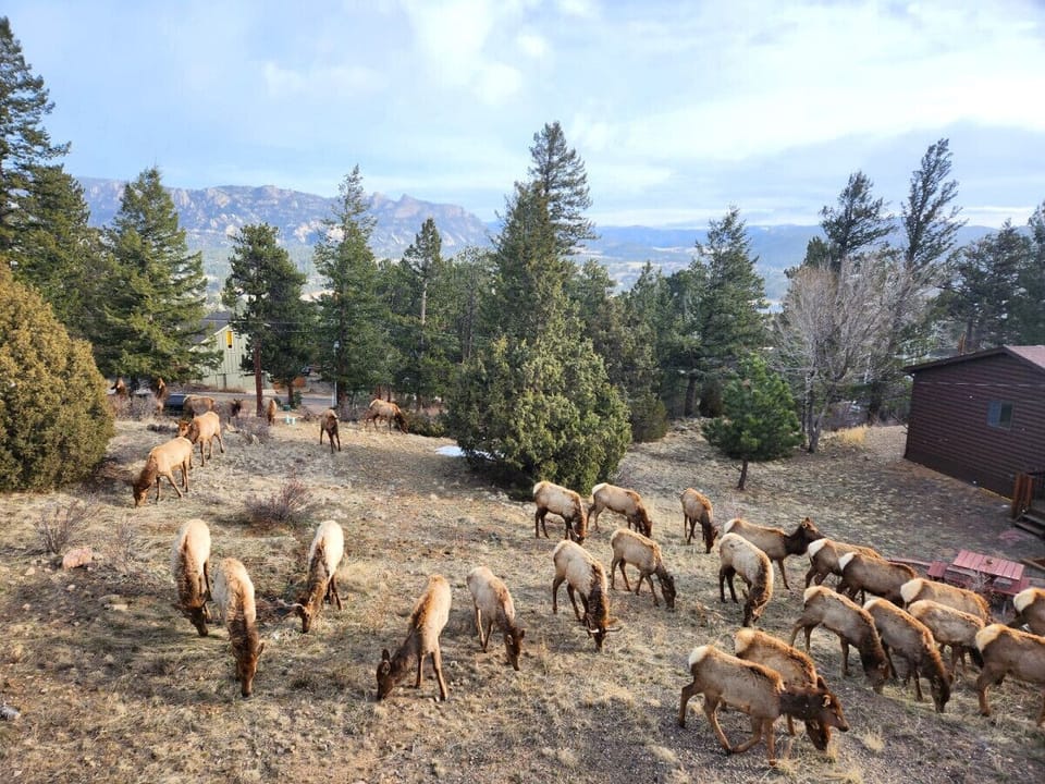 Elk come to visit in backyard!