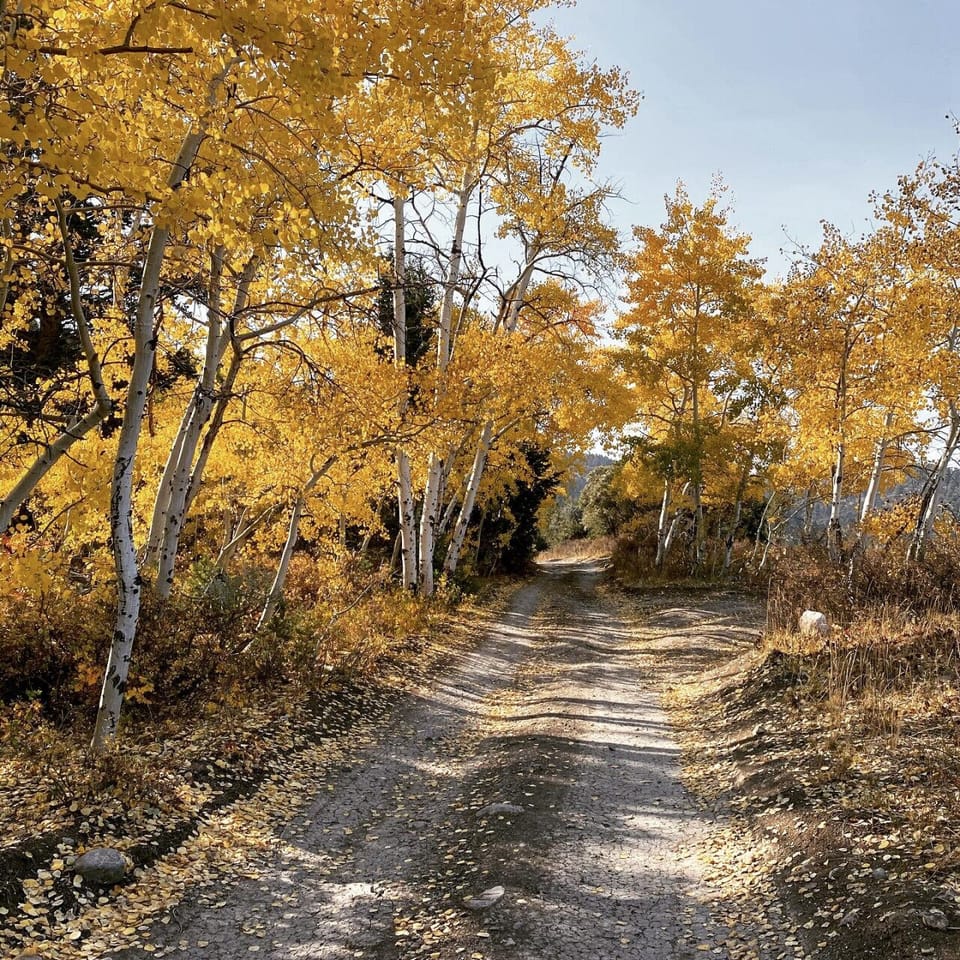 Wander down this golden aspen trail and experience the magic of fall in the mountains.