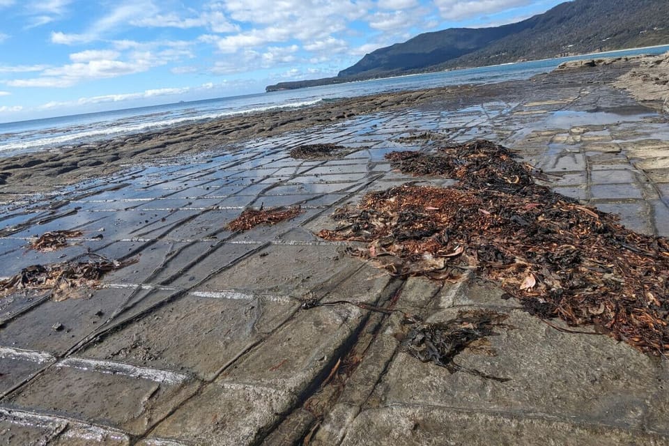 Tesselated Pavement is a must see on your trip here!