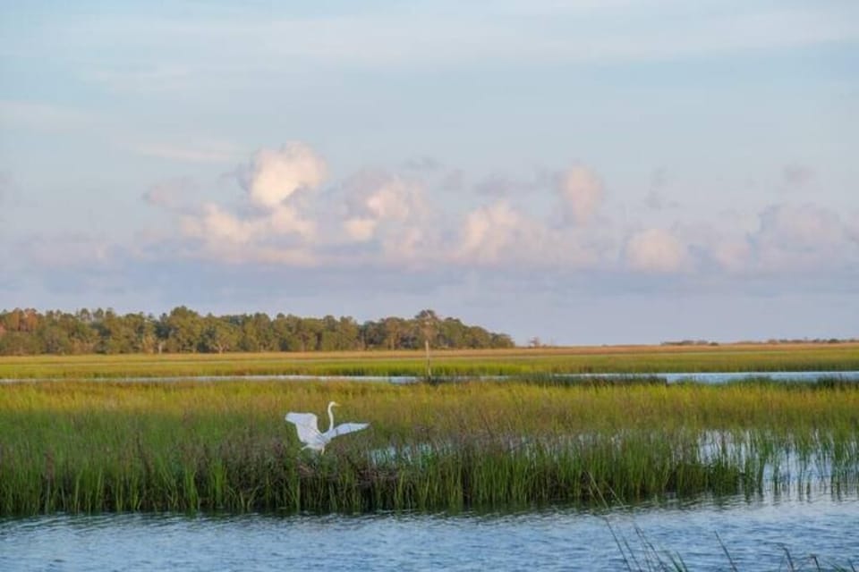 Egrets can be spotted regularly behind the house