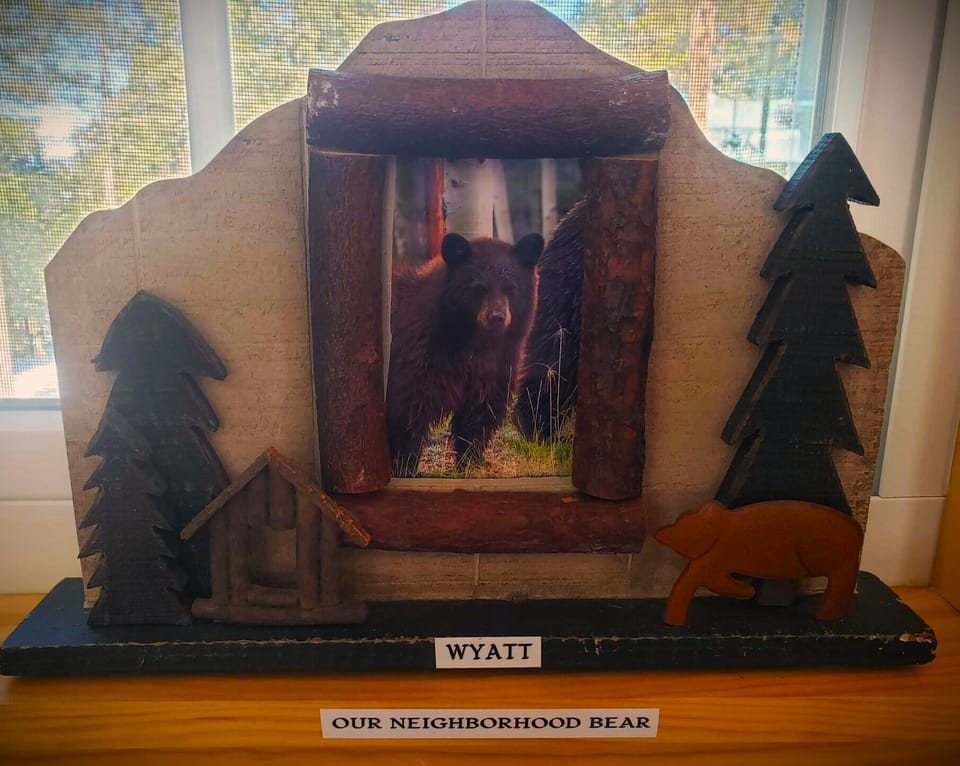 Our neighborhood bear Wyatt