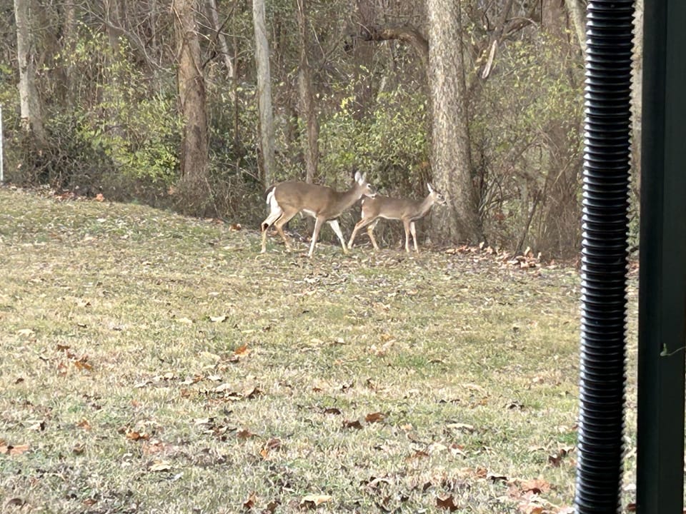 Deer in backyard