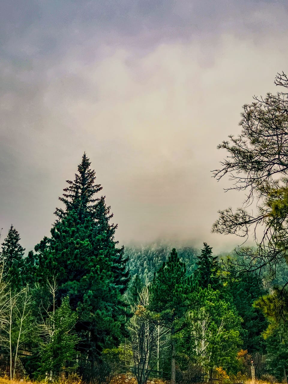 The backyard with fog rolling down the mountain.