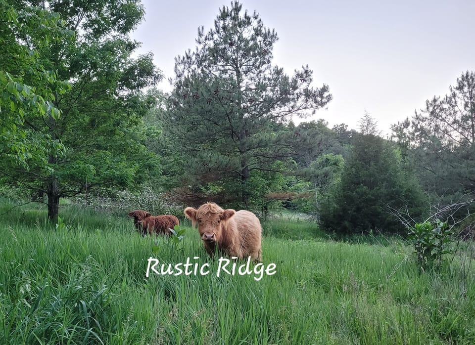 Highlands ‐ Rusty & Kane