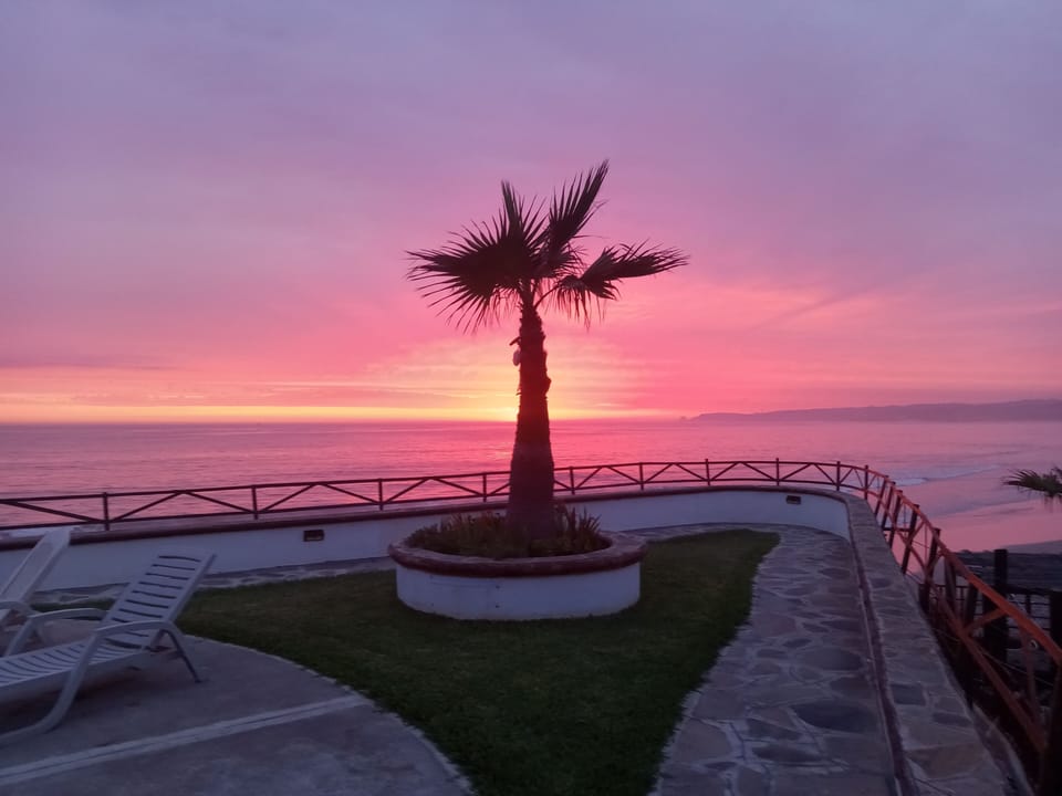 Palm tree by the ocean at sunset