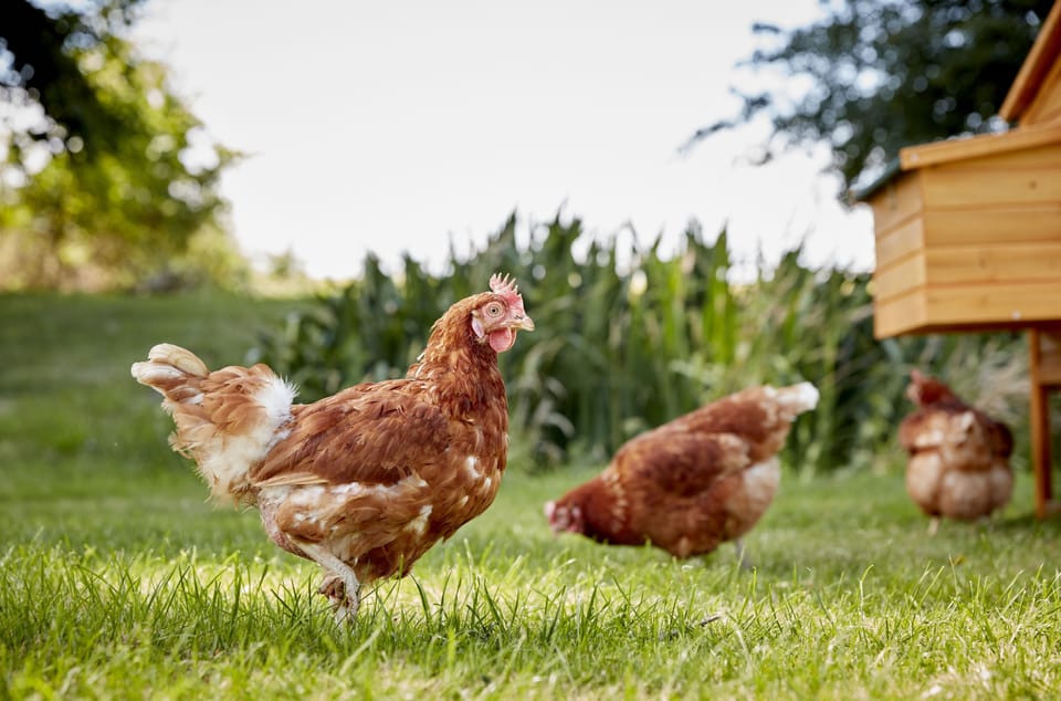 Chickens