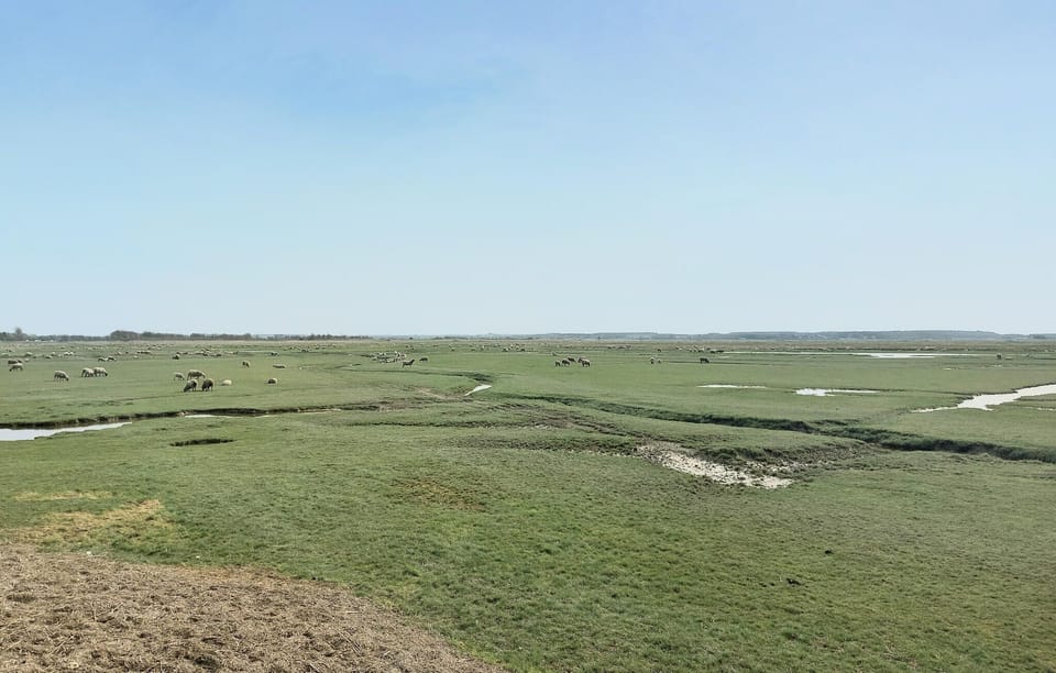 area