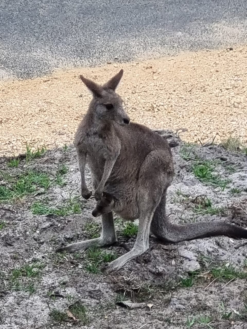 You may get the occasional visit from the locals.