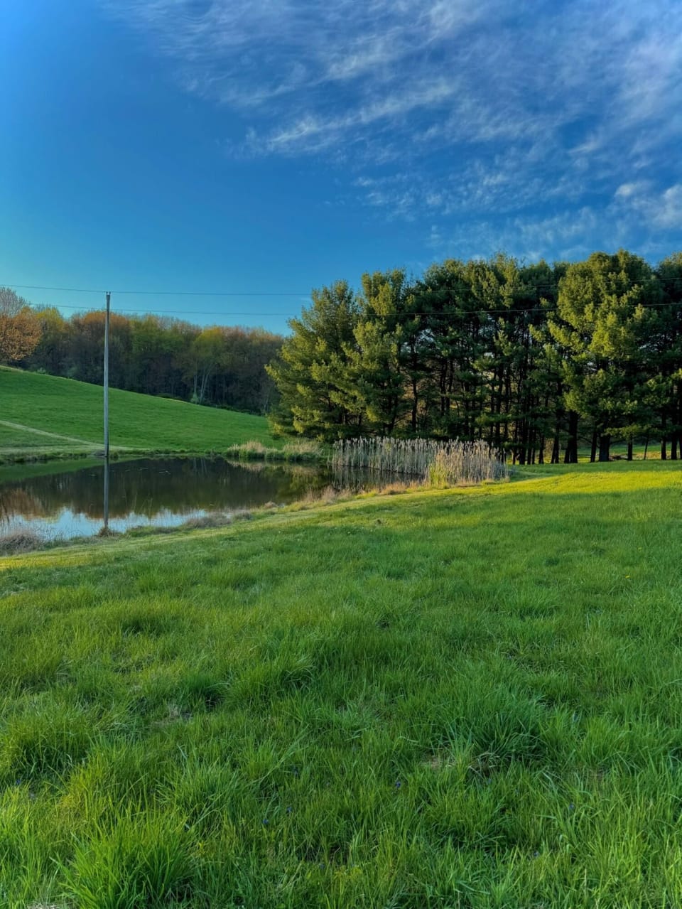 Pond