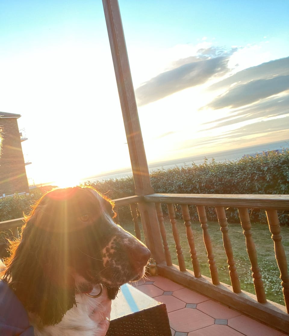 Cuddle with your dog on your terrace