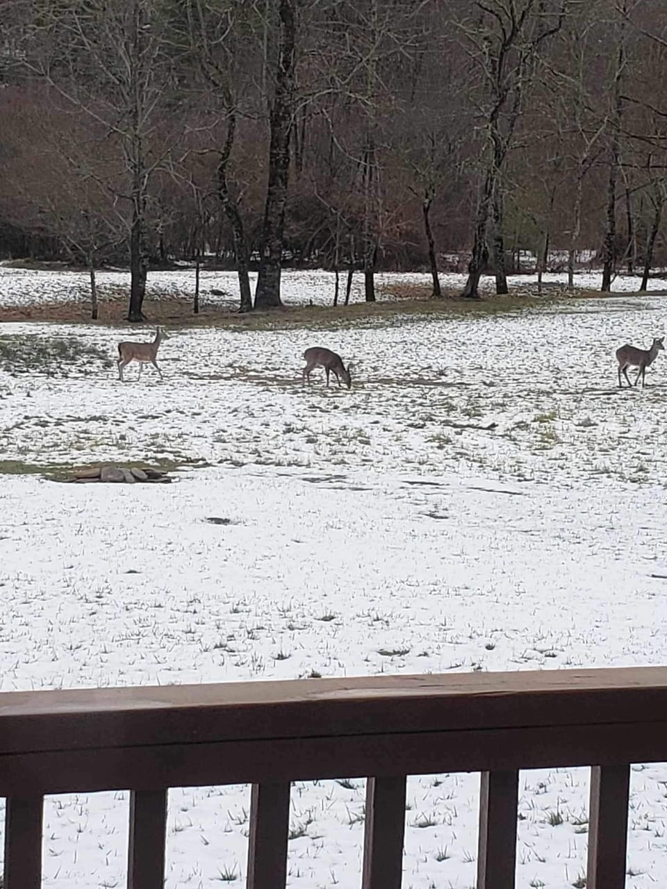 Wildlife in Winter from Back Porch of Cottage