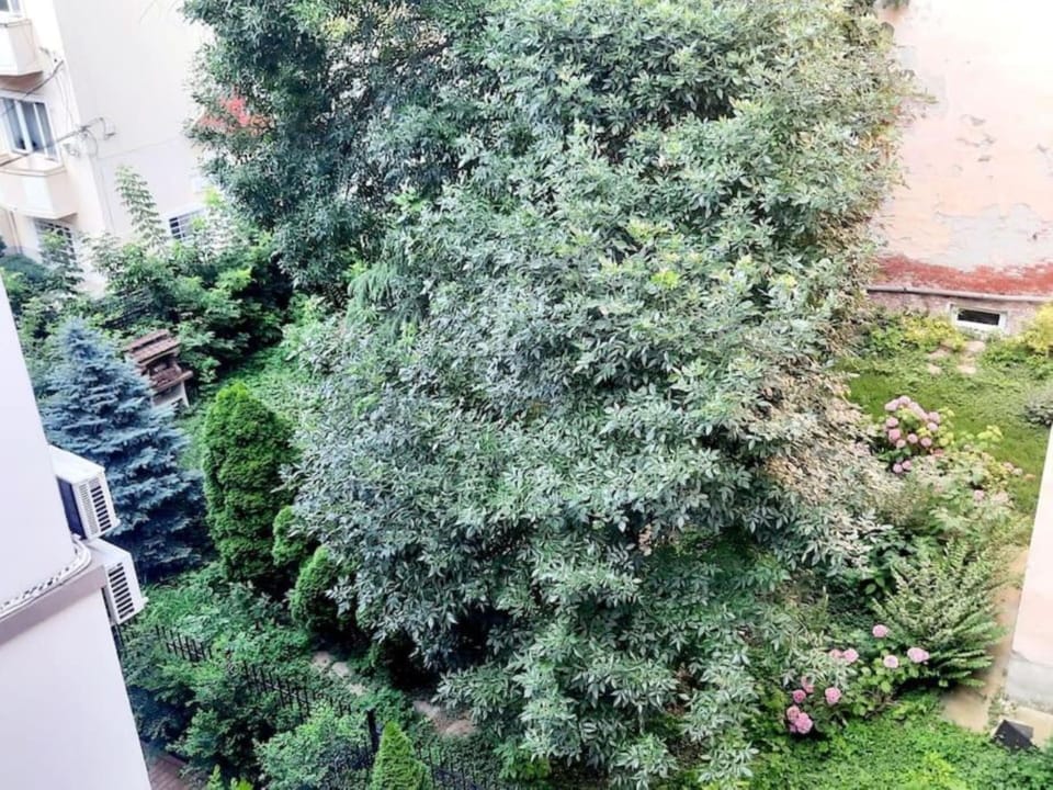 Image 20