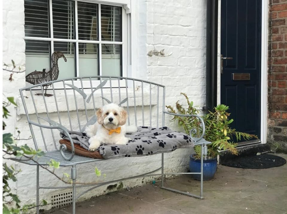 Dogs Welcome