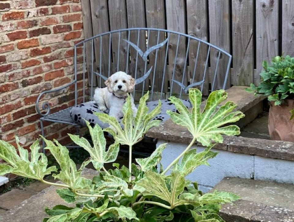 Dogs Welcome