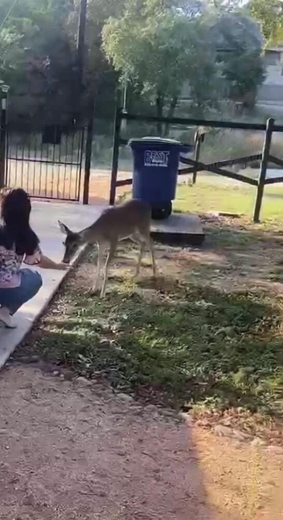 Feeding the deer in our front yard. 