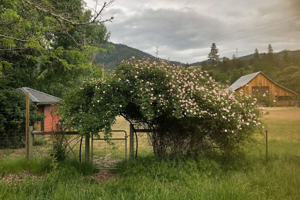 Set in agricultural land, the home encapsulates you in a timeless feeling. Large trees around the property and across the creek is a small orchard and separate field currently leased out in active cultivation.