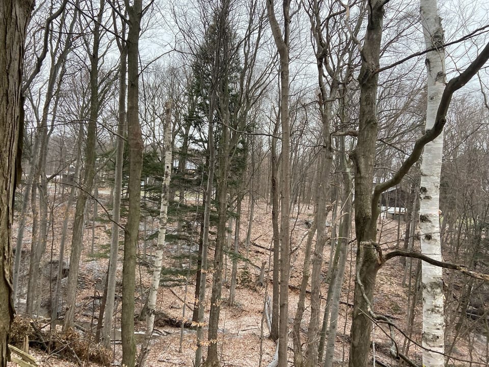 View of Ravine