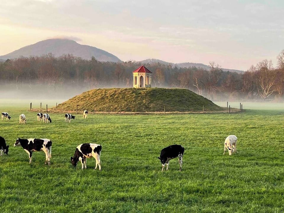 Cows of Helen