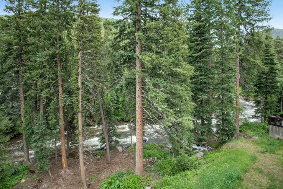 Beautiful views of the woods