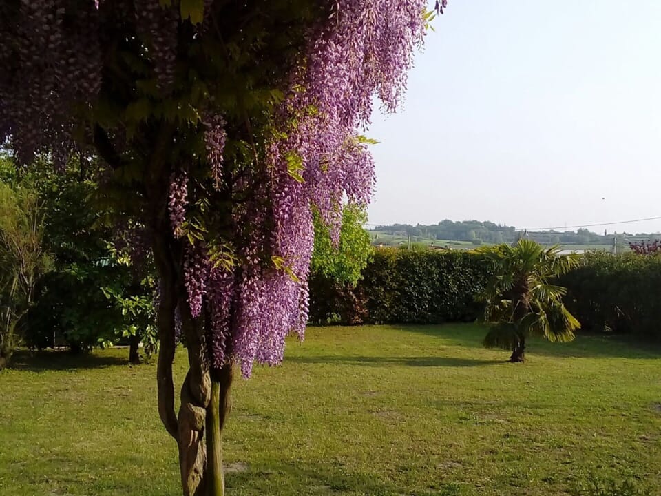 House | Garden