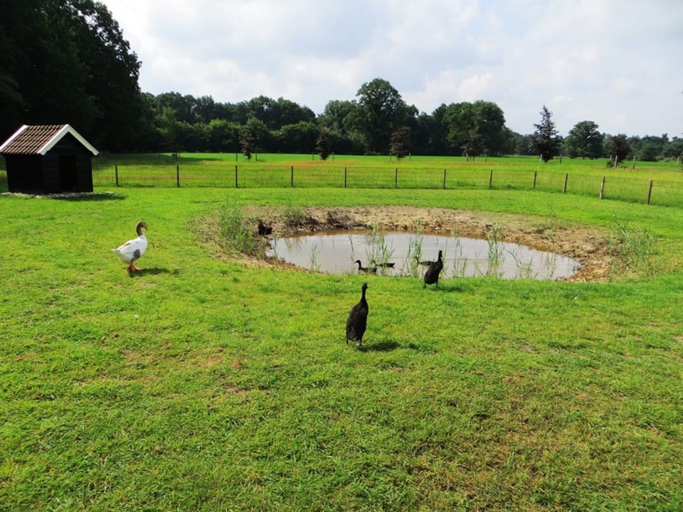 House | Property grounds