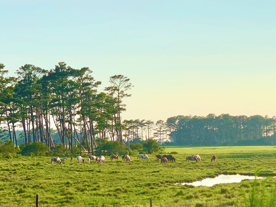 Wild ponies!  They’re really real!!! 