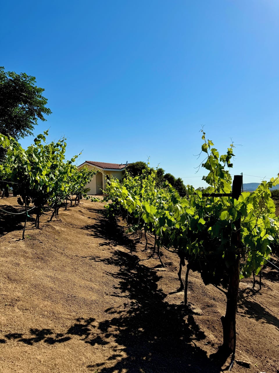 Double Room, Hill View | Vineyard view
