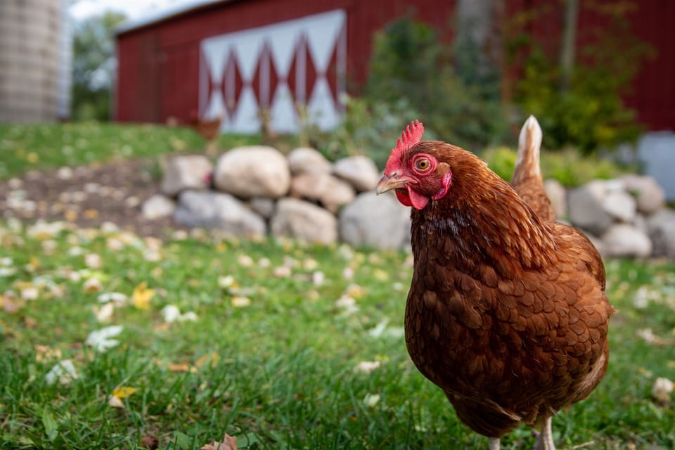 Fresh eggs from the farm add a charming, authentic country touch.