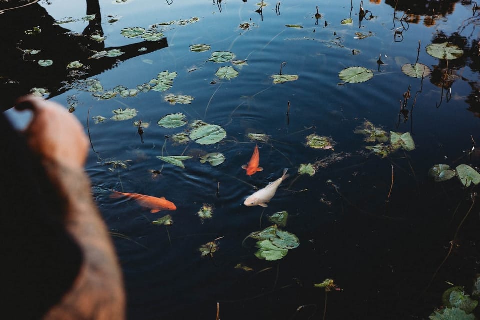 Feeding the fish from your private deck