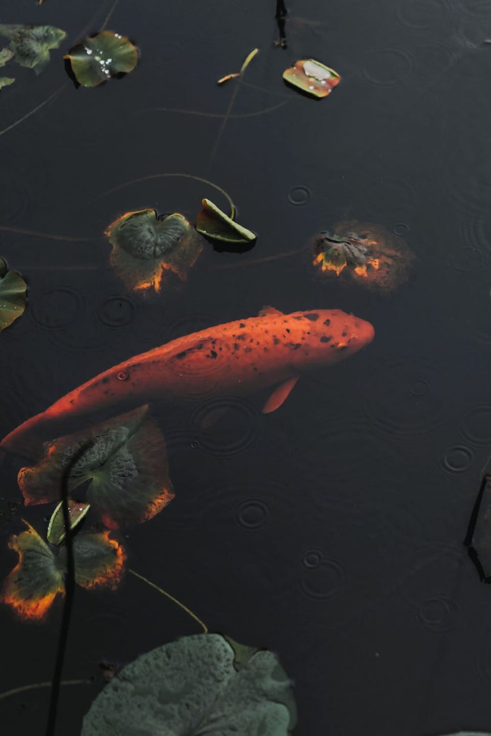 Our resident koi swim peacefully below the boathouse decks