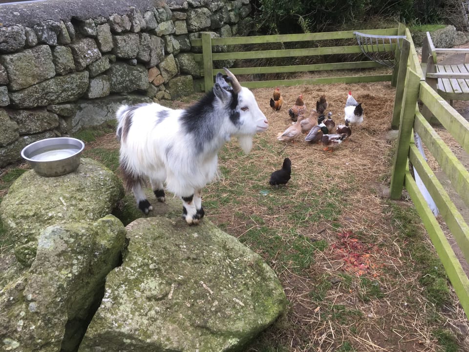 Trevalgan Farm Holidays - small pet's corner, chickens, ducks and goats