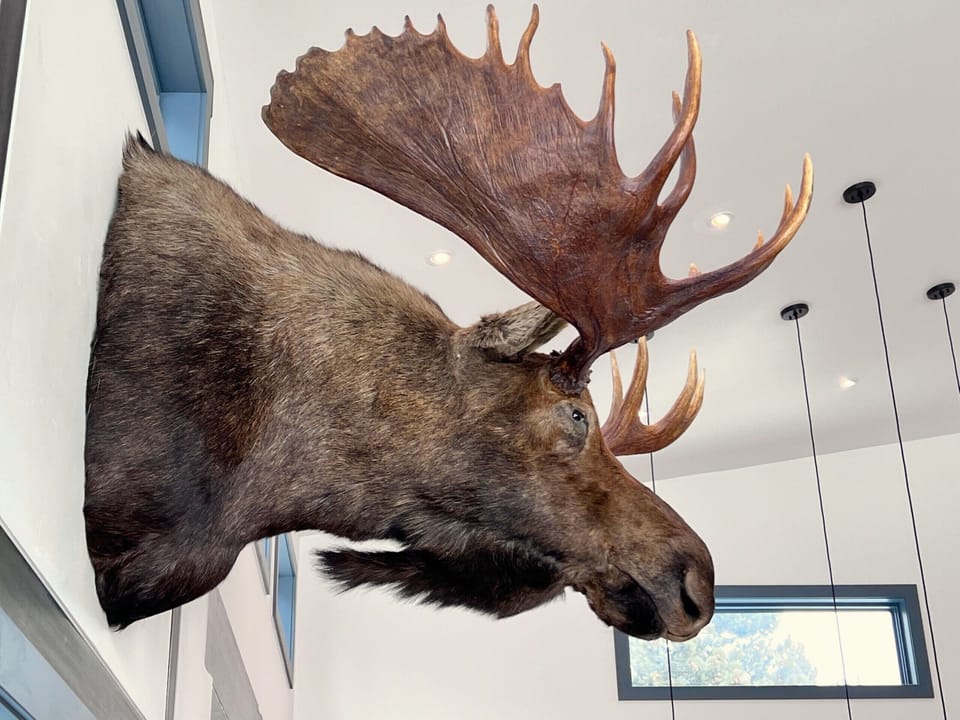 Majestic Moose
