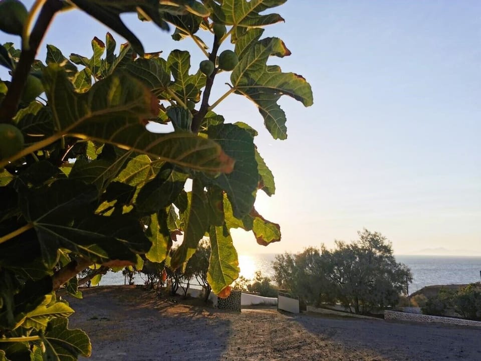 Seaview Yard with Path to the Beach