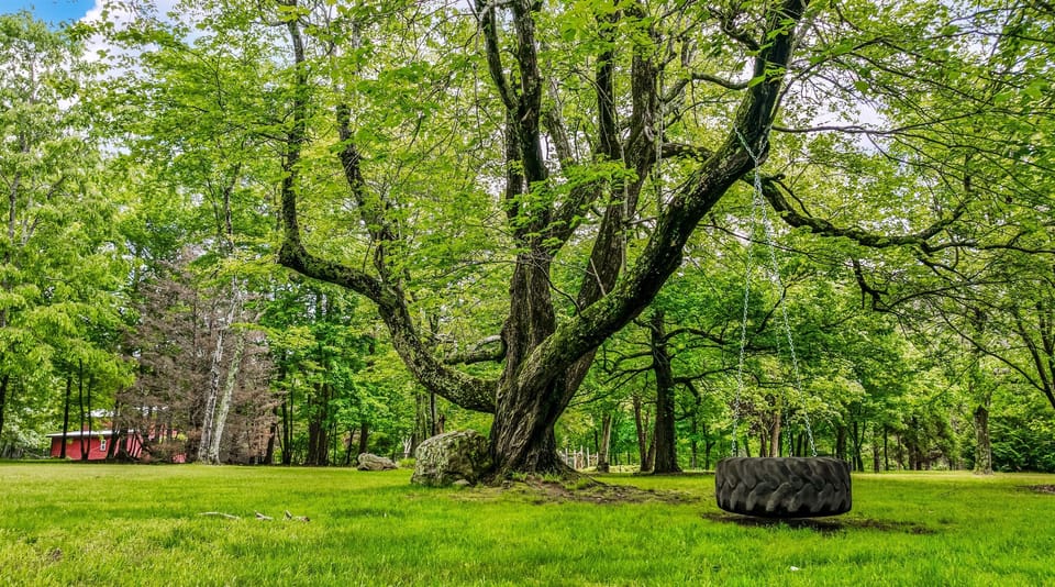 This big tree is a guest favorite :)