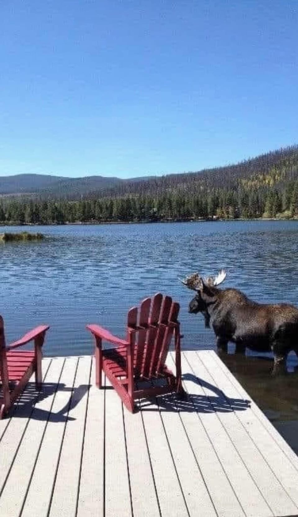 Lake with moose 2024