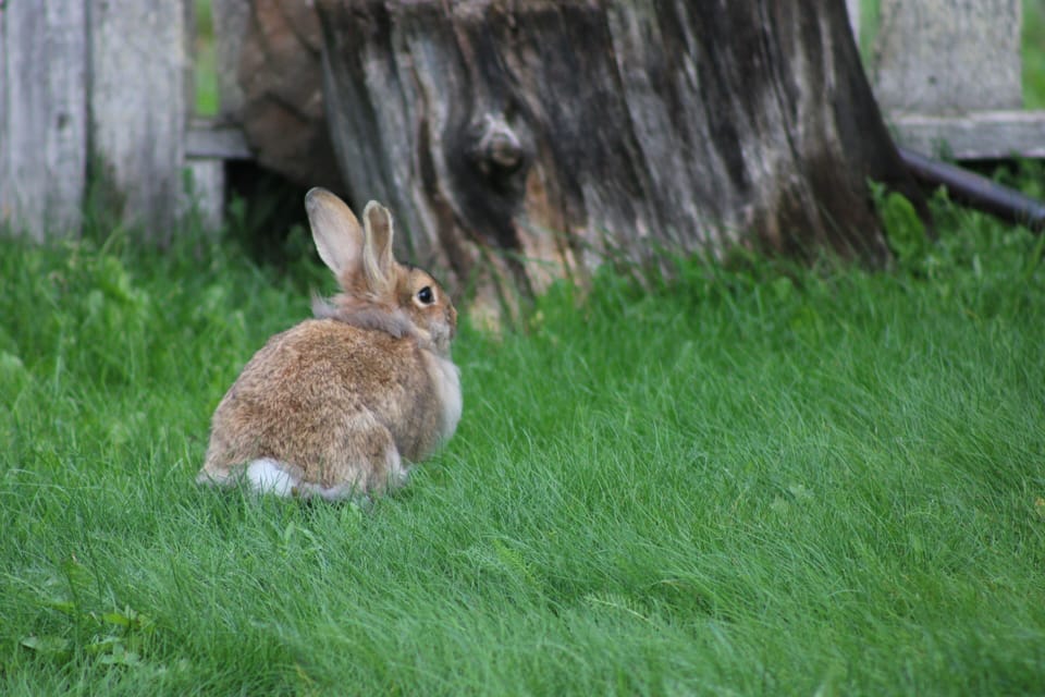 Friendly rabbits often visit the yard, adding charm to your stay.
