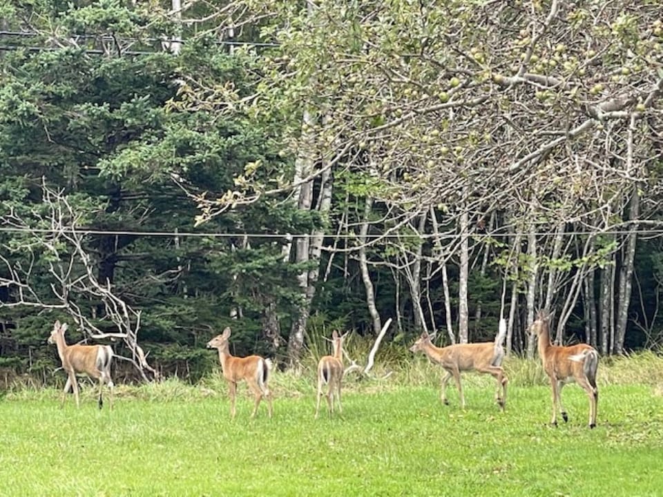 You will get the occasional visitor to the property