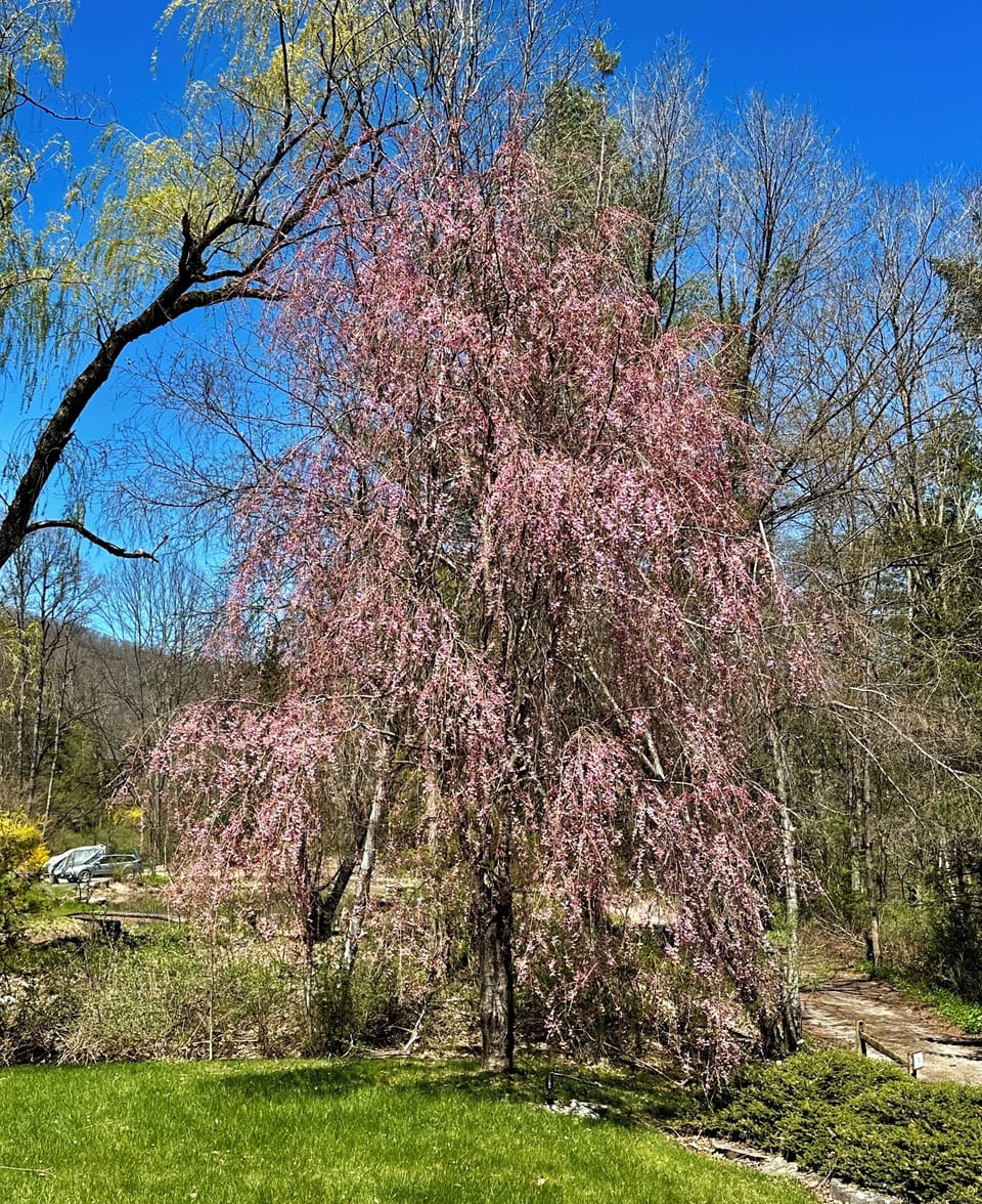Weeping cherry with spring blossoms in the front yard