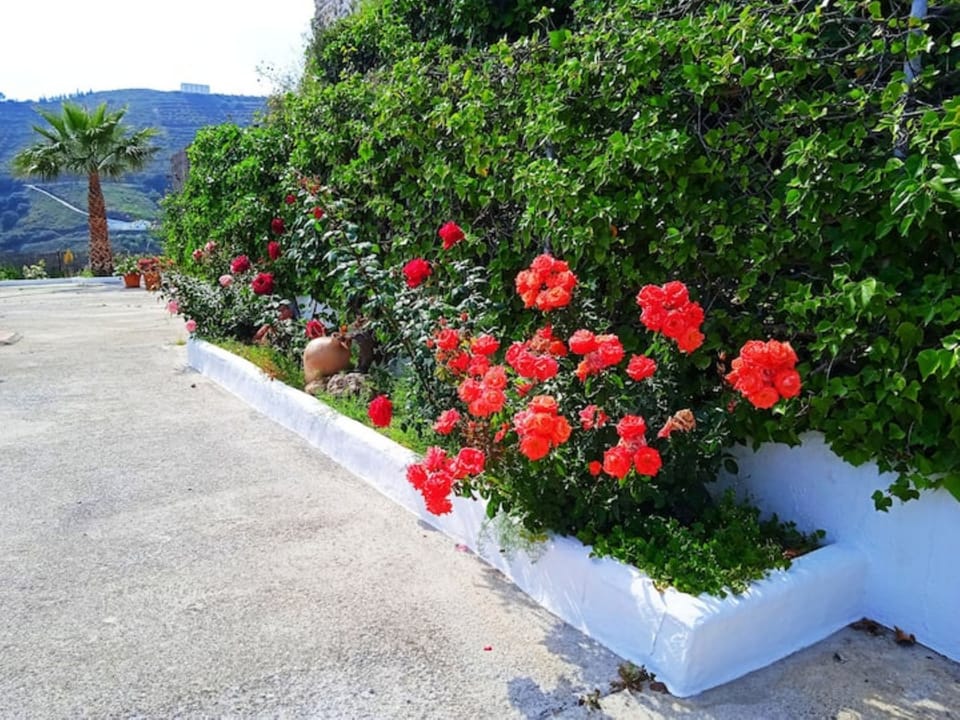 Front garden