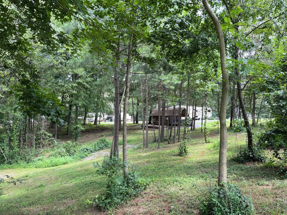 Cabin forest