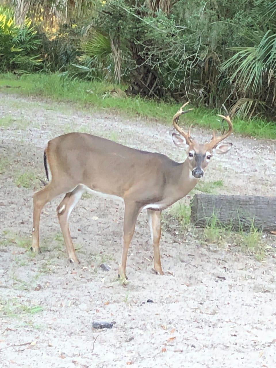 Island Deer