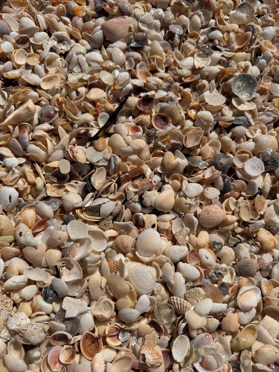 Shells, shells and more shells