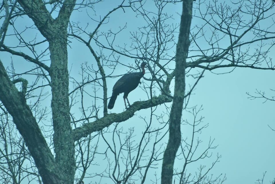 Seems strange to see a turkey in a tree.