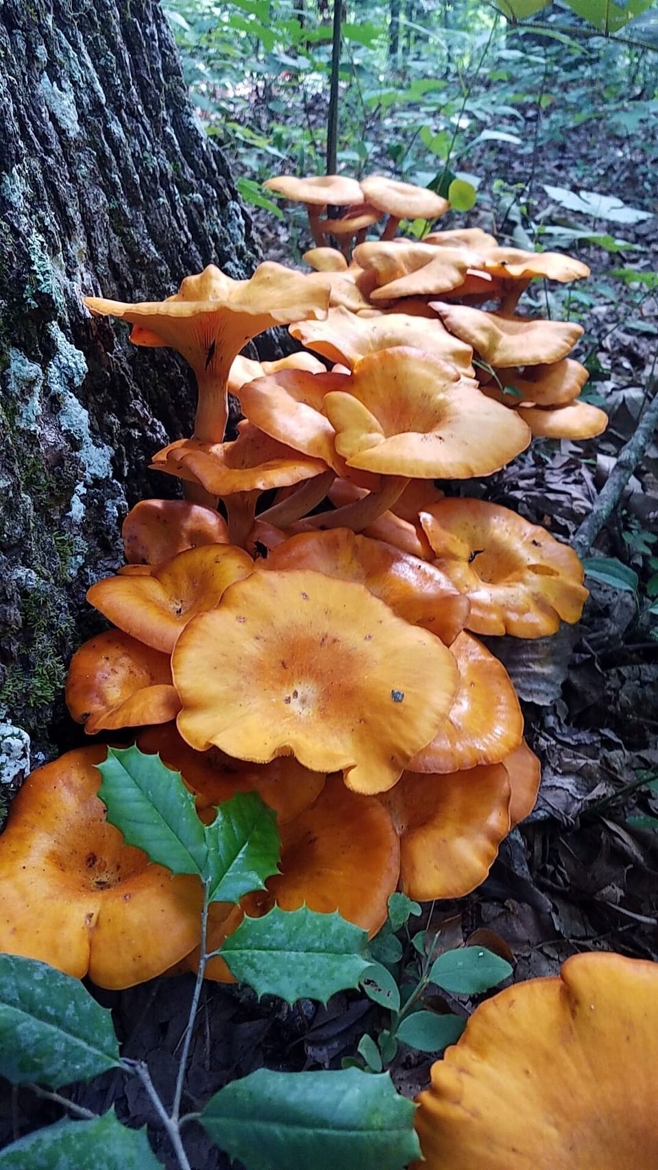 Lots of nature on the property
