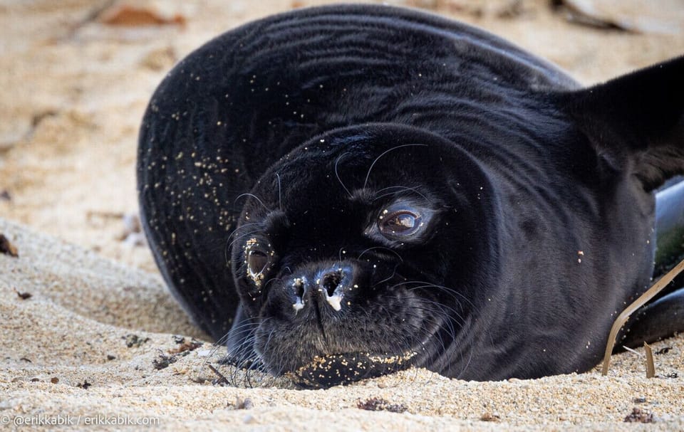 Playful seal resting on soft sand in the warm island sun.