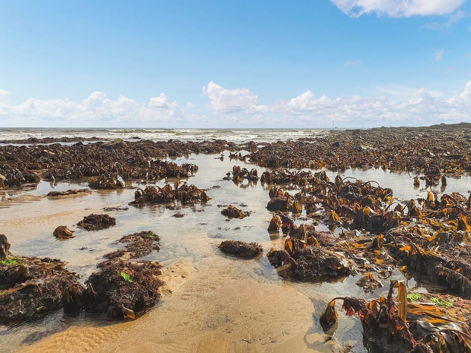 Surrounding area | Turtles Nest, Newbiggin by the Sea