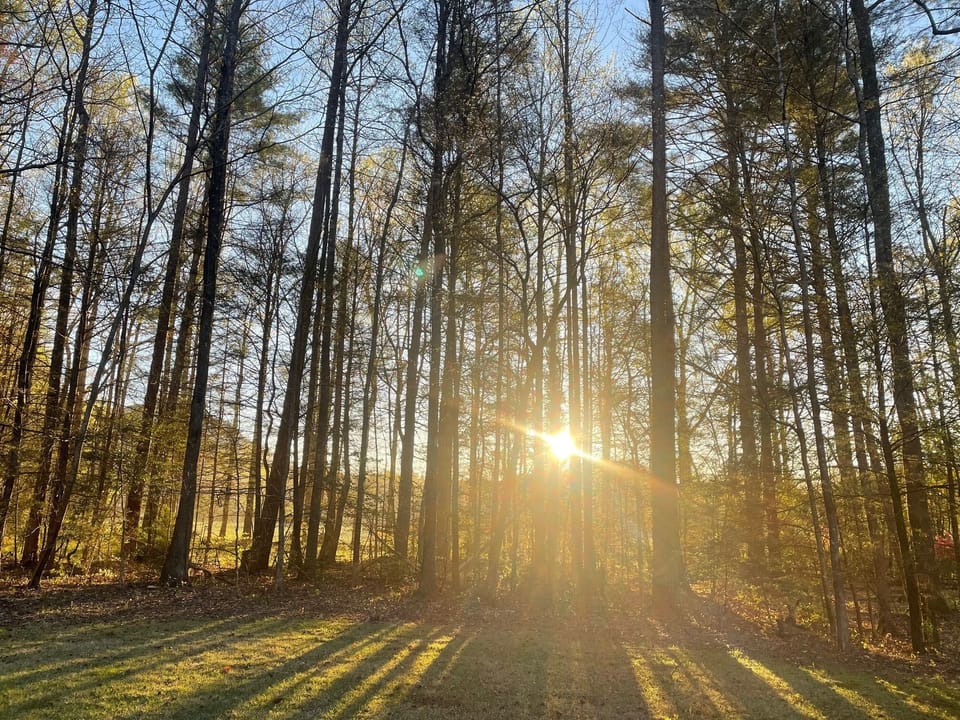Morning view